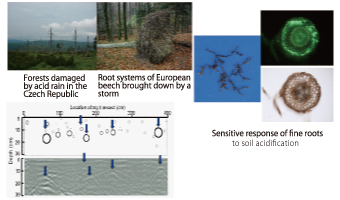 Forests damaged by acid rain in the Czech Republic／Root systems of European beech brought down by a storm／Sensitive response of ﬁne roots to soil acidiﬁcation