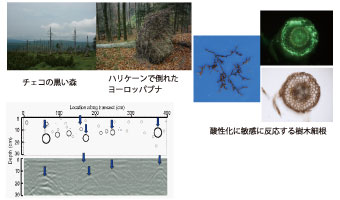 チェコの黒い森／ハリケーンで倒されたヨーロッパブナ／酸性化に敏感に反応する樹木根