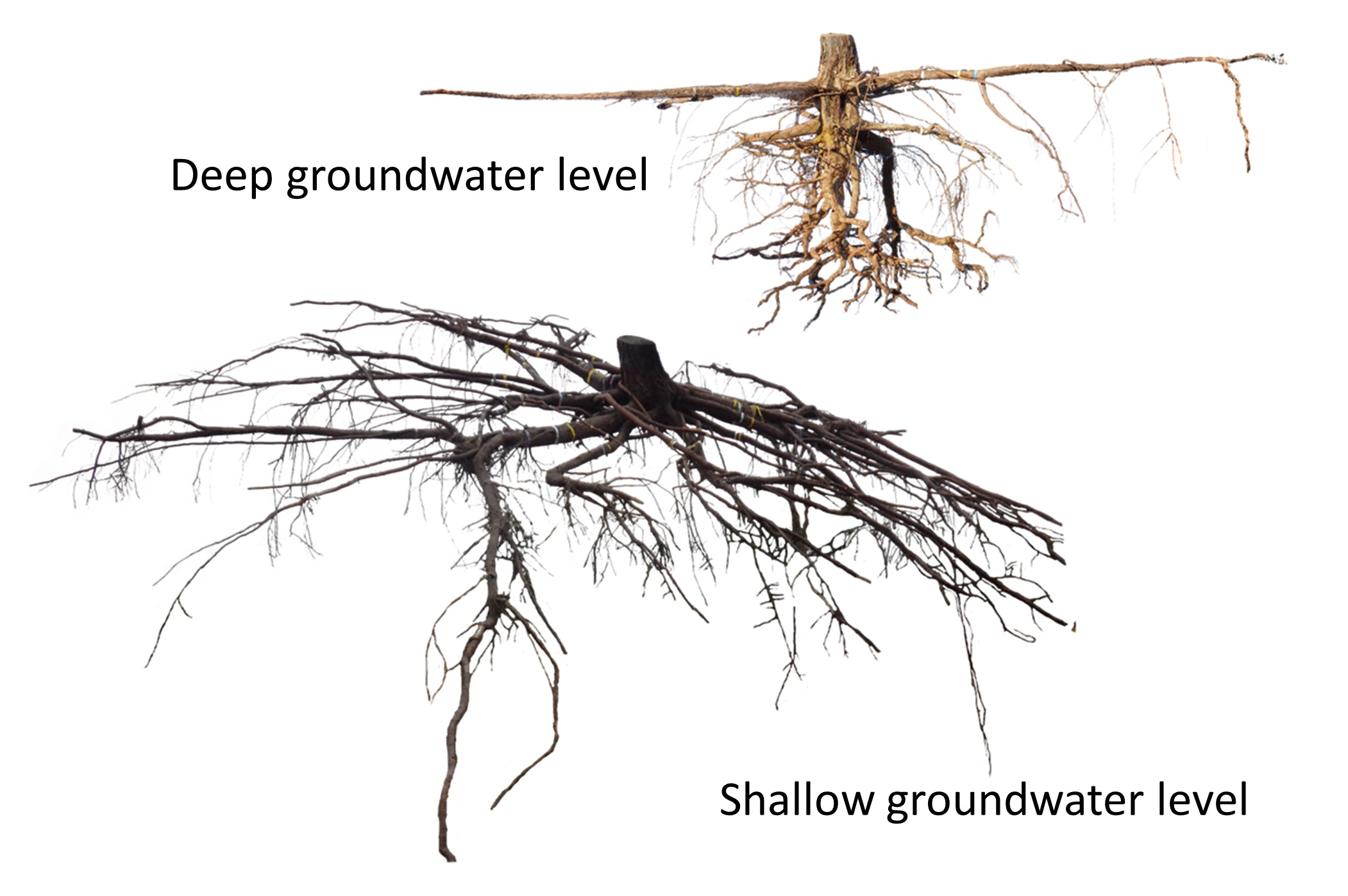 海岸クロマツの本来示す垂直型根系（上）と地下水位の高い土壌に生育する水平型根系（下）