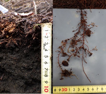 樹木が作る森林土壌の表層（左）と細根（右）