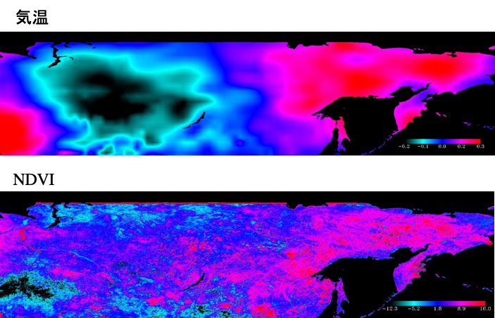 シベリアの5～8月の気温とNDVIの変化傾向